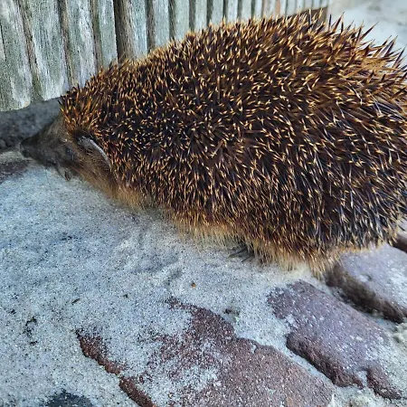 De Tocht B&B Berkhout