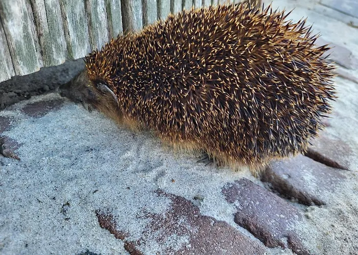 De Tocht Alojamento de Acomodação e Pequeno-almoço Berkhout